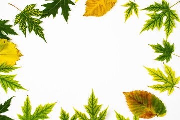 Frame from green leaves of Silver Maple tree (Acer Saccharinum) and other yellow leaves isolated on white background. Background with copy space