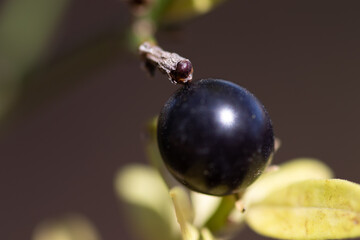 Macro detail of wild plants in the Buendia swamp