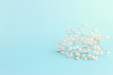 spring bouquet of gypsophila white flowers over pastel blue background