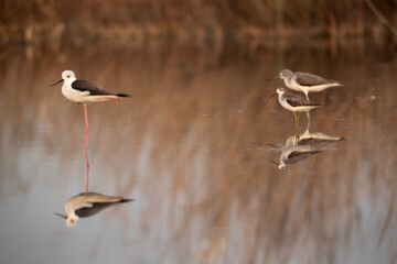 Marsh Sandpiper, black winged stilt and greenshank at Asker Marsh, Bahrain