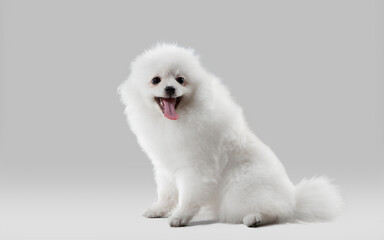 Beautiful companion. Spitz little dog is posing. Cute playful white doggy or pet playing on grey studio background. Concept of motion, action, movement, pets love. Looks happy, delighted, funny.