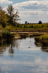 Small roadside channel with waterfowl. Crossfield, Alberta, Canada