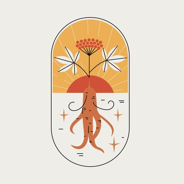 Outline emblem or logo of red or panax ginseng root with red sun and berries. Ginseng drawing for print, icon, logo, emblem, label, stamp and other decoration. Simple minimalistic vector illustration.