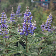 Vitex