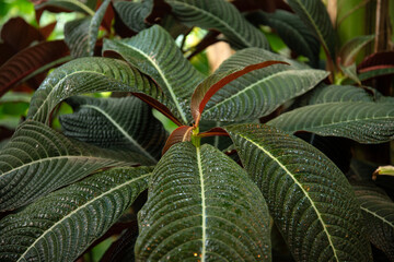 Obraz premium close up striped ornamental plant green leaves background