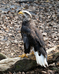 Bald Eagle Bird photo.  Bald Eagle juvenile bird close-up profile view with a brown leaves background. Portrait. Image. Picture.