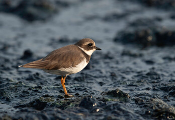 Little ringed plover at Tubli bay, Bahrain