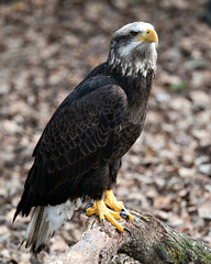 Bald Eagle Bird photo.  Bald Eagle bird juvenile close-up profile view with a brown leaves background. Portrait. Image. Picture.