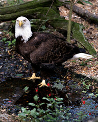 Bald Eagle Stock Photos.  Close-up profile view  in the river with a foliage background and red flowers foreground, looking at the camera, displaying feathers, talons in its habitat.