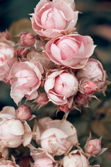 beautiful pastel pink roses buds