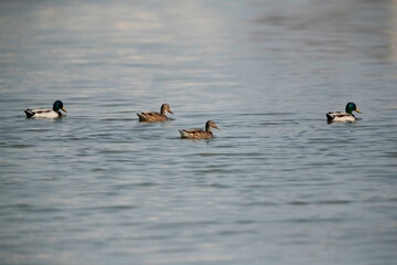 Mallard ducks swimming at Tubli bay, Bahrain