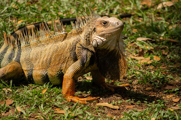 Plano Medio Iguana