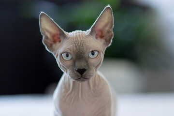 Sphynx cat is in interesting position in his house, light background
