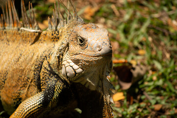 Retrato Iguana