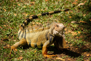 Plano Completo Iguana
