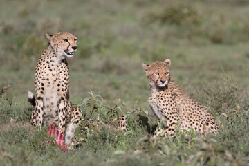 Free ranging female cheetah with cub