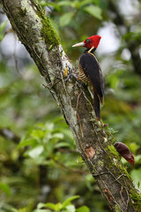 Pale-billed woodpecker climbs on tree in forest