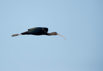 Glossy Ibis in flight at Asker Marsh, Bahrain