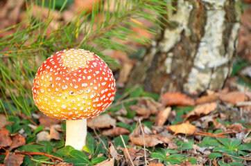 orange-red fly agaric amanita muscaria in autumn forest