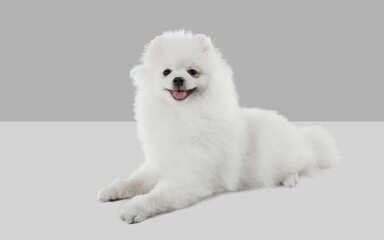 Smiling cute. Spitz little dog is posing. Cute playful white doggy or pet playing on grey studio background. Concept of motion, action, movement, pets love. Looks happy, delighted, funny.
