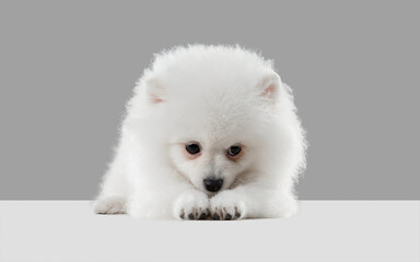 Shy and cute, sad. Spitz little dog is posing. Cute playful white doggy or pet playing on grey studio background. Concept of motion, action, movement, pets love. Looks happy, delighted, funny.