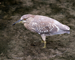Black crowned Night-heron stock photos. Image. Picture. Portrait. Juvenile bird. Standing in water. Looking to the left side.