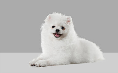 Proud and queen. Spitz little dog is posing. Cute playful white doggy or pet playing on grey studio background. Concept of motion, action, movement, pets love. Looks happy, delighted, funny.
