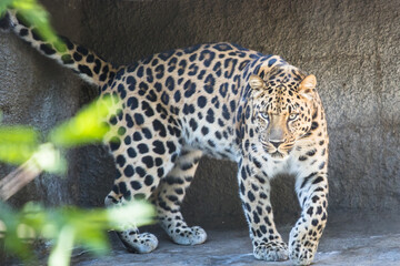 Far Eastern leopard on the rock - obrazy, fototapety, plakaty