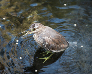 Black crowned Night-heron bird stock photos. Image. Picture. Portrait. Juvenile bird. Bathing in water. Water background.Open beak. Shouting bird. Singing bird.