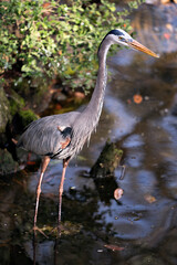 Blue Heron stock photos. Bleu Heron standing in the water with a blur background, displaying blue feather plumage, beak, eye, in its environment and habitat. Picture. Image. Portrait.