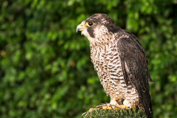 falcon hawk bird of prey