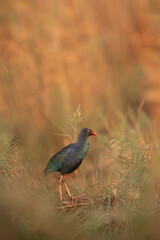 Grey-headed Swamphen in its habitat at Asker marsh, Bahrain