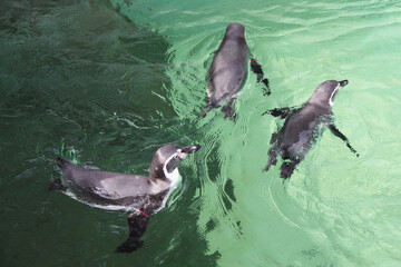 Several Humboldt penguins also termed Peruvian penguins. Spheniscus humboldti