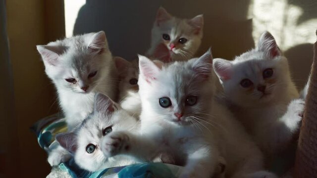 Several white kittens turn their heads in sync.