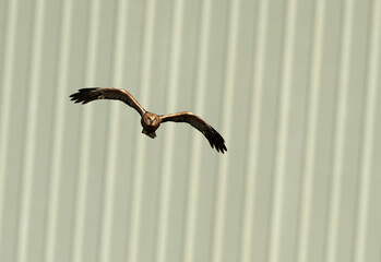 Eurasian Marsh harrier in flight at Asker Marsh with backdrop of industrial shade, Bahrain