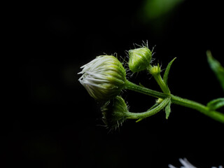 Flower in night close up © ByKovacevic