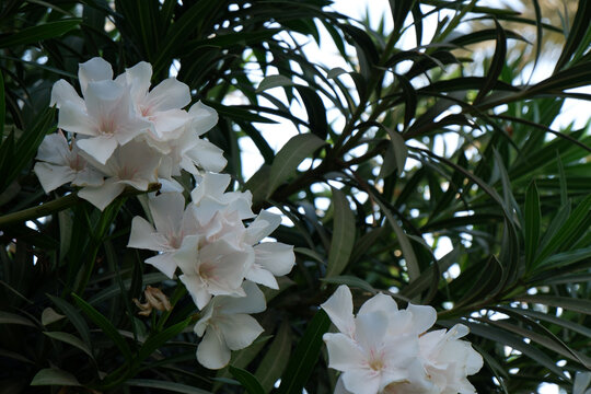 Closeup shot of beautiful white oleander flowers