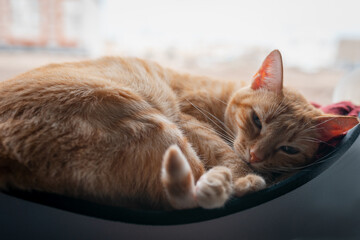 Gato atigrado de color marron duerme en una hamaca junto a la ventana