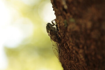 夏の終わりのミンミンゼミ