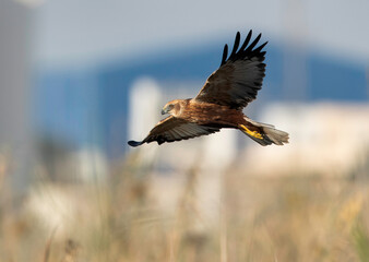 Eurasian Marsh harrier flying at Asker Marsh, Bahrain