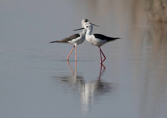 A pair of Black-winged Stilt at Asker marsh Bahrain