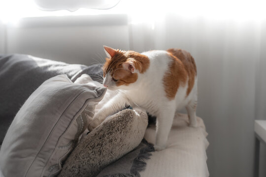 Gato blanco y marron busca algo entre dos almohadas en el sofa