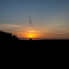 Obraz premium 015-sunset_geese-ankeny-05sep20-09x09-006-400-8026