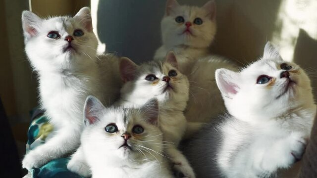 Several white kittens turn their heads in sync.