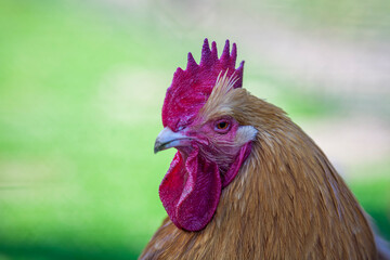 Hennenportrait