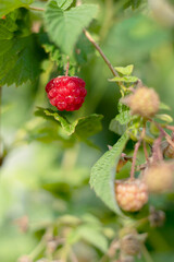 One red ripe bright raspberry on branch surrounded with green leaves and berries. Vertical shot with sun flecks. Organic agriculture. Gardening as hobby. Sweet and tasty harvest. Selective focus.