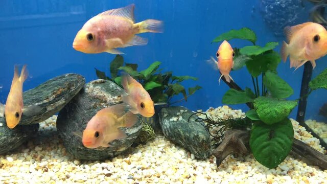Zitronenbuntbarsche im Aquarium