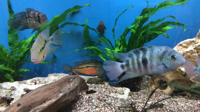 Salvinibuntbarsch im Aquarium