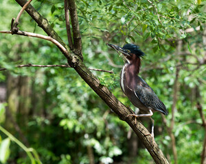 Green Heron stock photos. Green Heron with a branch in its beak on tree with a blur foliage background in its environment and surrounding. Image. Picture. Portrait.