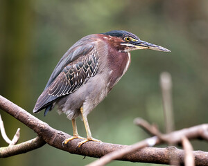 Green Heron Stock Photos. Perched on a branch displaying blue feathers, body, beak, head, eye, feet with a blur background in its environment and habitat. Image. Picture. Portrait.